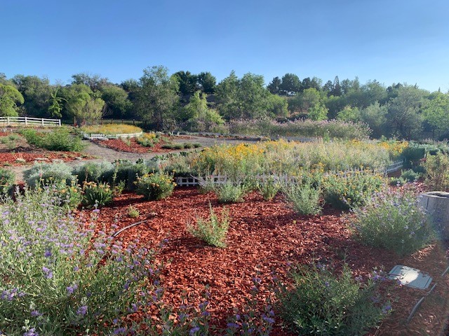 pollinator garden